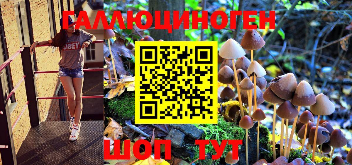 Псилоцибиновые грибы Psilocybe Асино